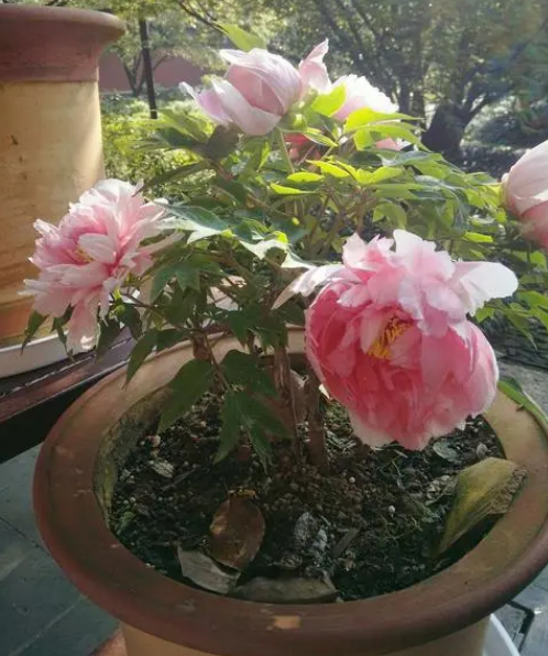 推荐四种适合家里养的名贵盆栽花卉，一盆花开，凝聚焦点的那种（适合家庭种植的花树）