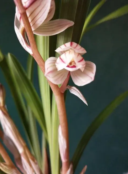 推荐四种适合家里养的名贵盆栽花卉，一盆花开，凝聚焦点的那种（适合家庭种植的花树）