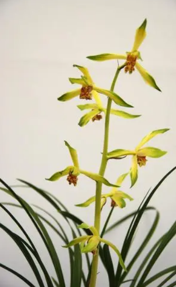 推荐四种适合家里养的名贵盆栽花卉，一盆花开，凝聚焦点的那种（适合家庭种植的花树）