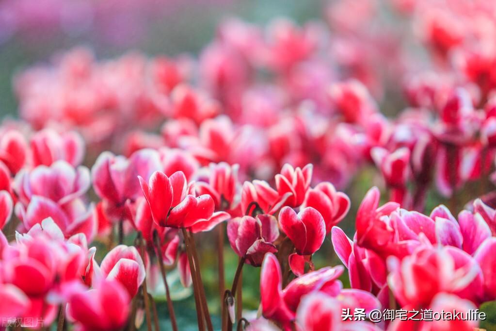 十大盆栽名贵花卉（十大盆栽名贵花卉有哪些品种名称）