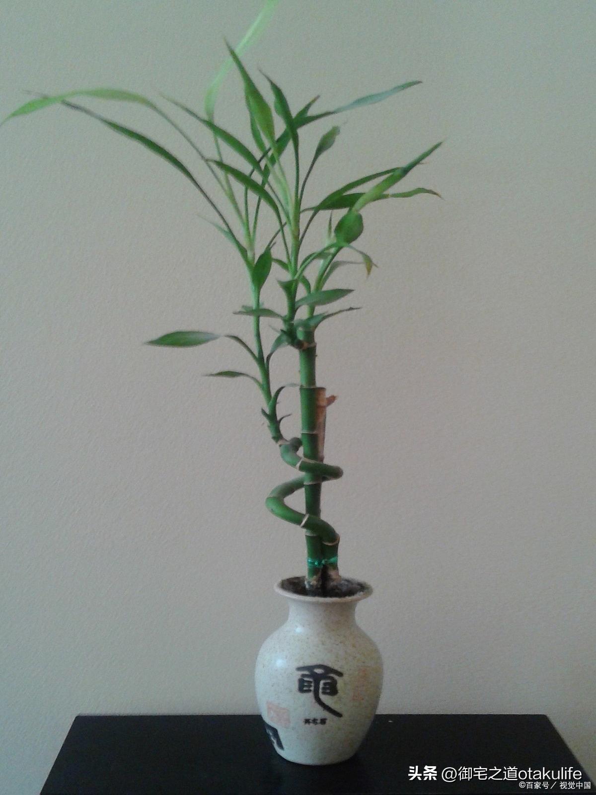 十大盆栽名贵花卉（十大盆栽名贵花卉有哪些品种名称）