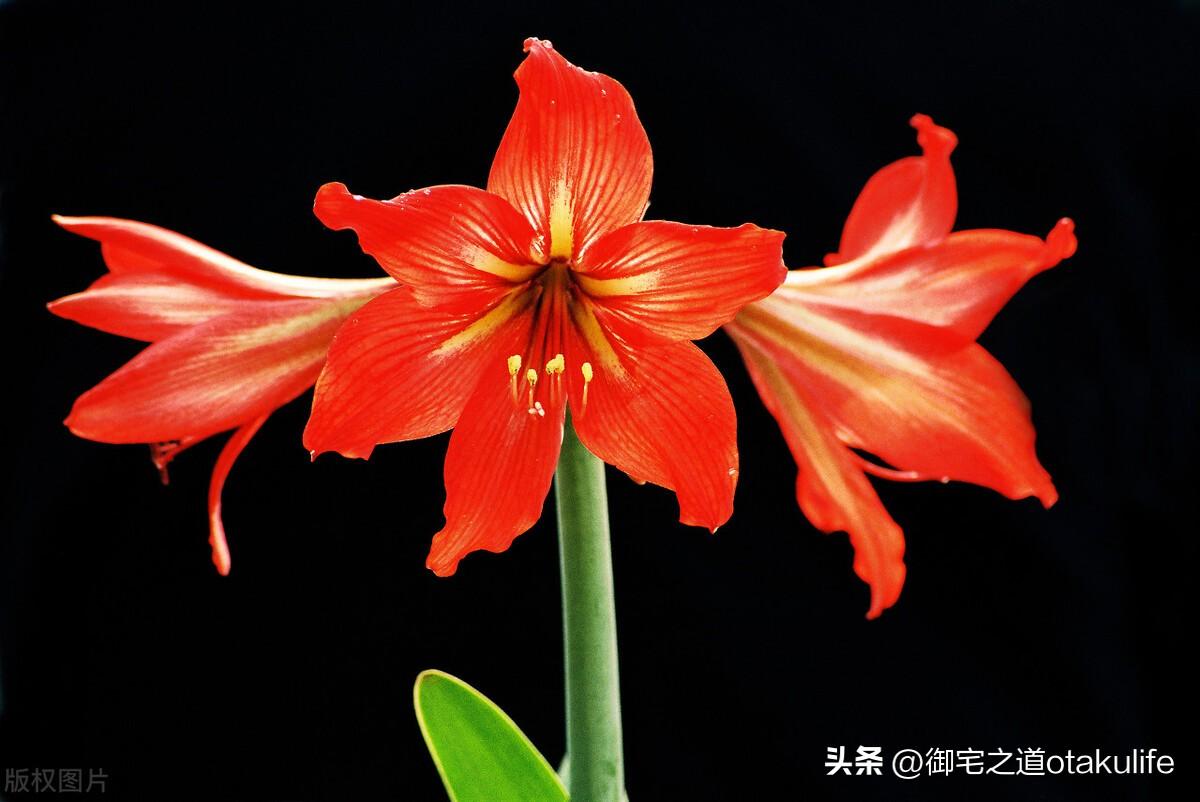 十大盆栽名贵花卉（十大盆栽名贵花卉有哪些品种名称）