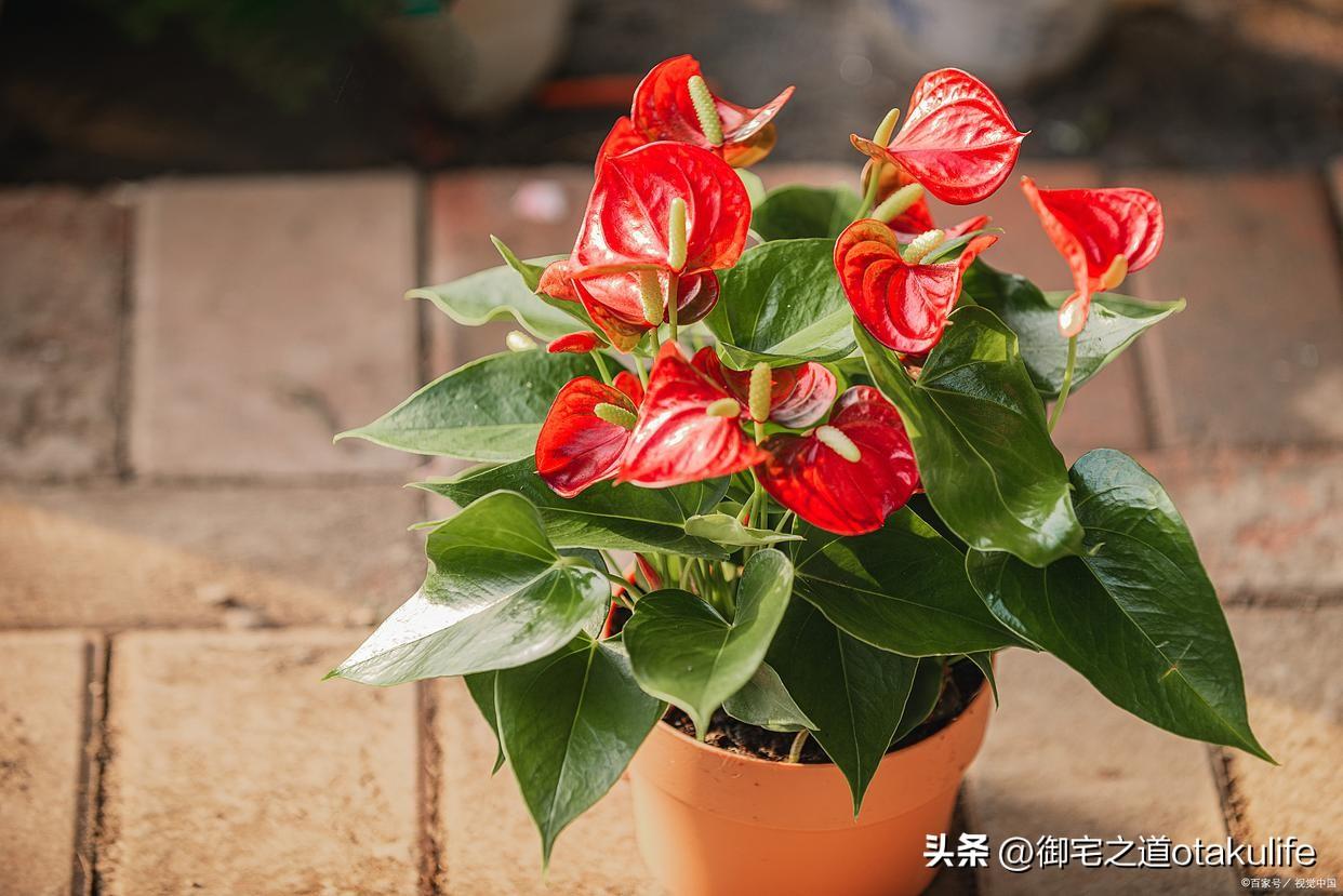 十大盆栽名贵花卉（十大盆栽名贵花卉有哪些品种名称）