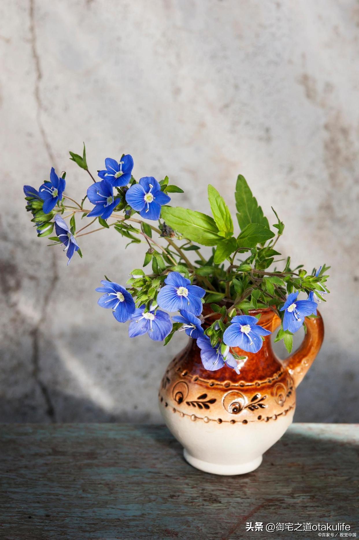 十大盆栽名贵花卉（十大盆栽名贵花卉有哪些品种名称）