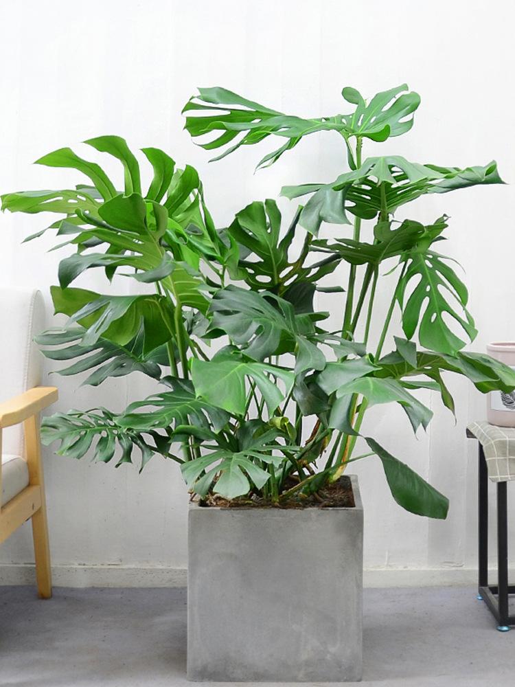 7种“贵气花”，不晒太阳一样旺，客厅一放，名贵又有范儿（盆栽贵花养植方法图解）