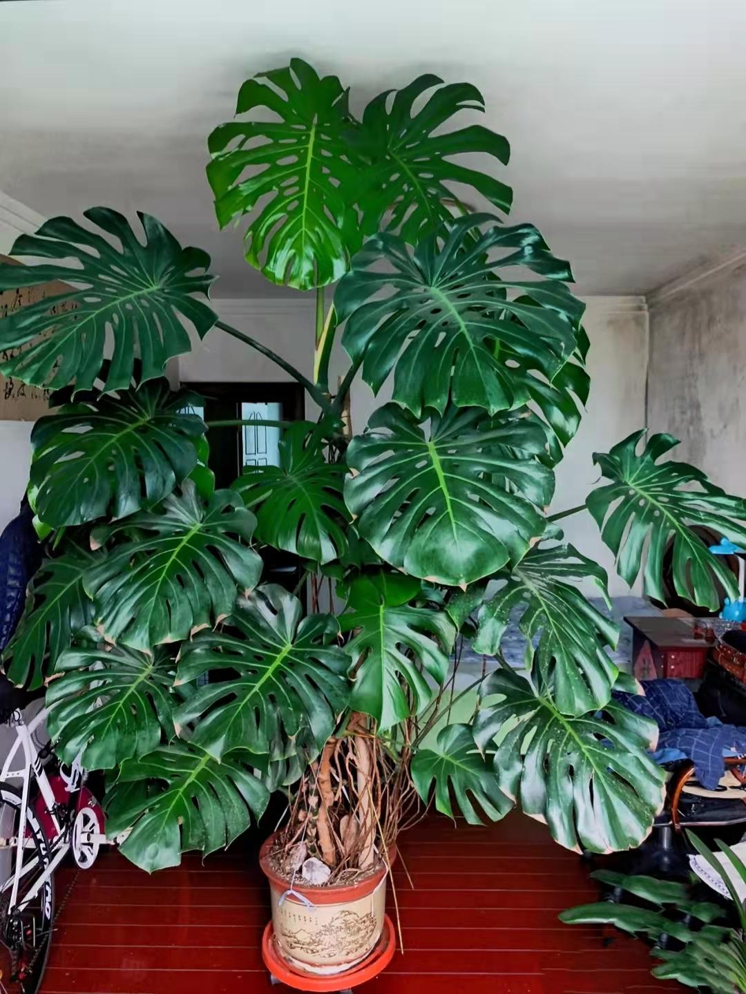 7种“贵气花”，不晒太阳一样旺，客厅一放，名贵又有范儿（盆栽贵花养植方法图解）