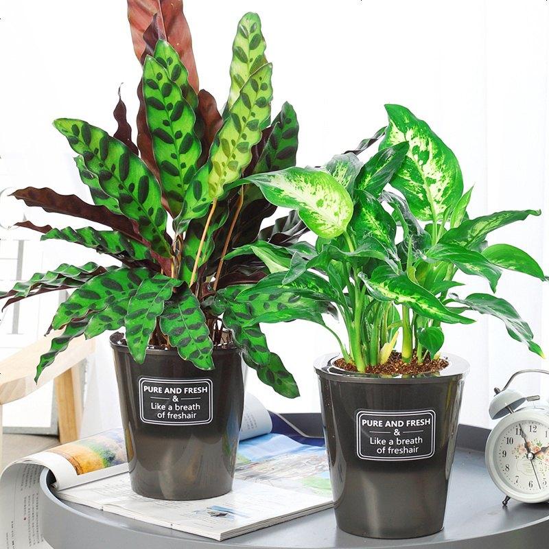 7种“贵气花”，不晒太阳一样旺，客厅一放，名贵又有范儿（盆栽贵花养植方法图解）