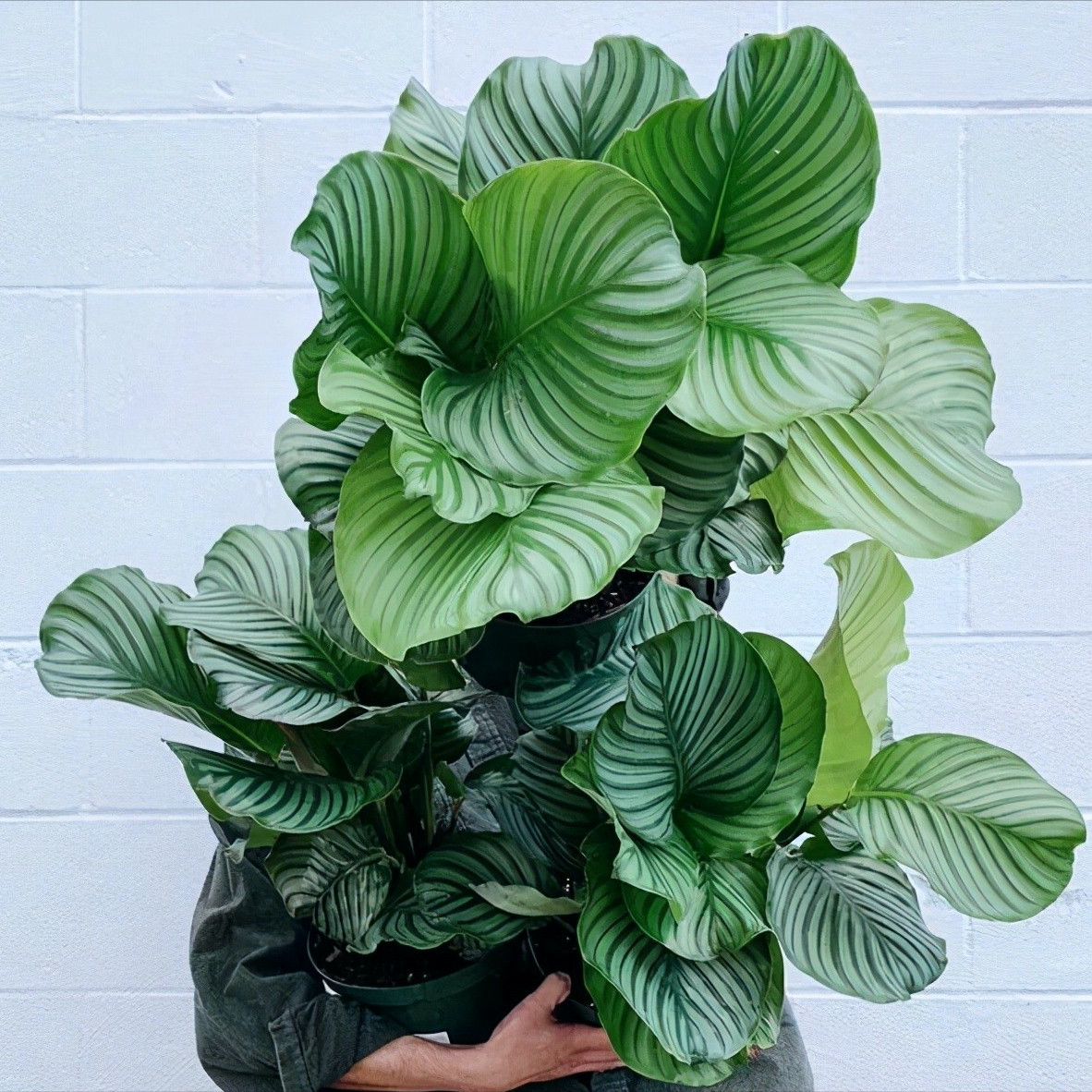 7种“贵气花”，不晒太阳一样旺，客厅一放，名贵又有范儿（盆栽贵花养植方法图解）