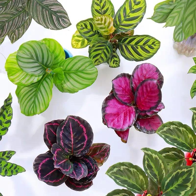 7种“贵气花”，不晒太阳一样旺，客厅一放，名贵又有范儿（盆栽贵花养植方法图解）