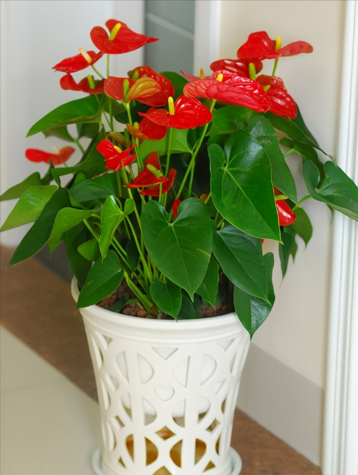 7种“贵气花”，不晒太阳一样旺，客厅一放，名贵又有范儿（盆栽贵花养植方法图解）