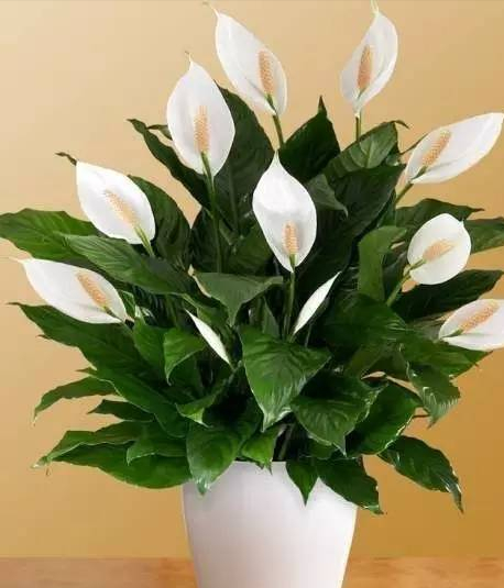 7种“贵气花”，不晒太阳一样旺，客厅一放，名贵又有范儿（盆栽贵花养植方法图解）