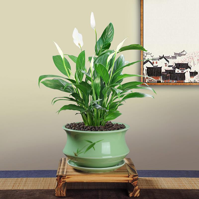 7种“贵气花”，不晒太阳一样旺，客厅一放，名贵又有范儿（盆栽贵花养植方法图解）