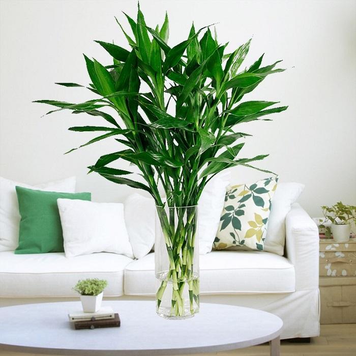 7种“贵气花”，不晒太阳一样旺，客厅一放，名贵又有范儿（盆栽贵花养植方法图解）