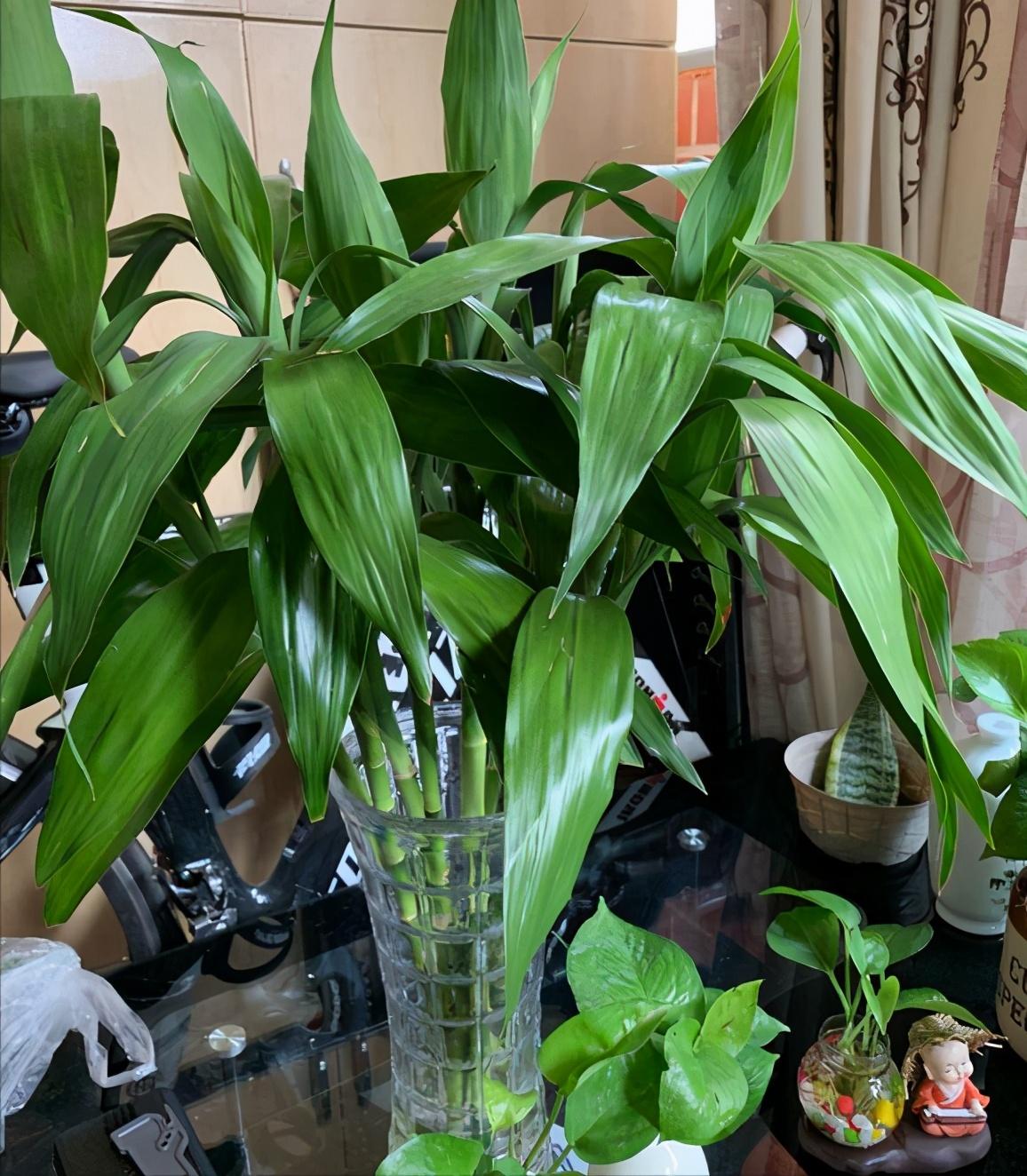 7种“贵气花”，不晒太阳一样旺，客厅一放，名贵又有范儿（盆栽贵花养植方法图解）