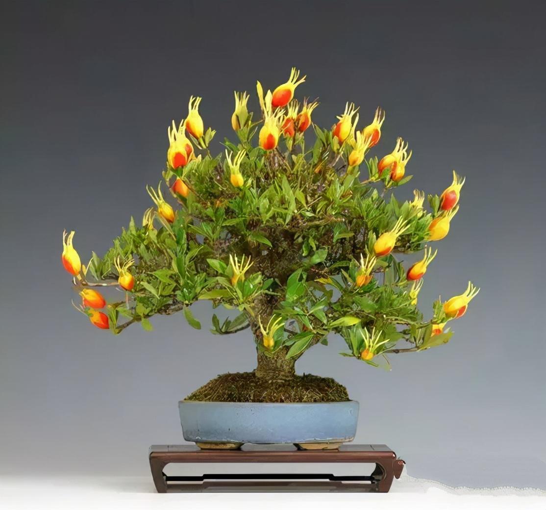 5种“小盆景”，比大树还值钱，客厅养一盆，能香几十年（小盆景叫什么）