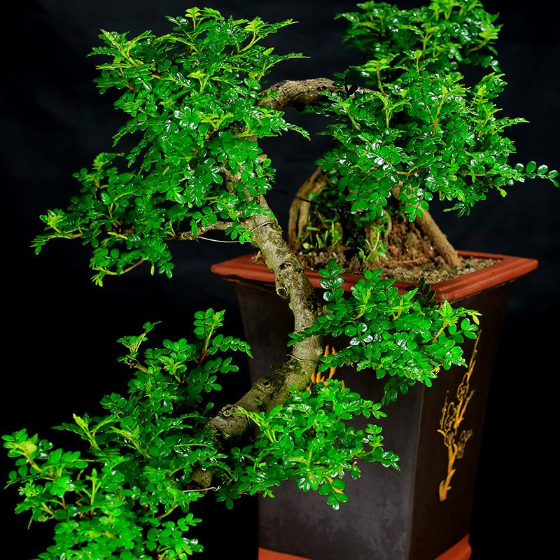 5种“小盆景”，比大树还值钱，客厅养一盆，能香几十年（小盆景叫什么）