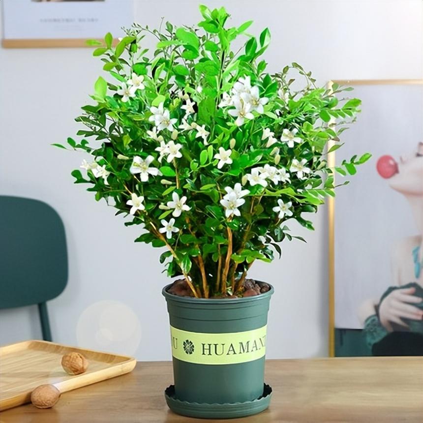 5种“小盆景”，比大树还值钱，客厅养一盆，能香几十年（小盆景叫什么）