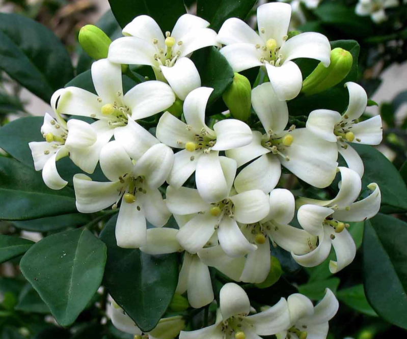 5种“小盆景”，比大树还值钱，客厅养一盆，能香几十年（小盆景叫什么）