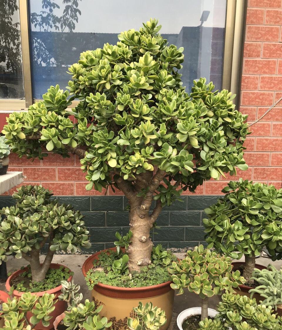 5种“小盆景”，比大树还值钱，客厅养一盆，能香几十年（小盆景叫什么）