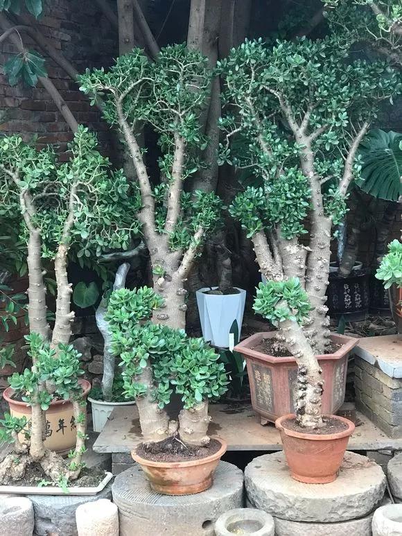 5种“小盆景”，比大树还值钱，客厅养一盆，能香几十年（小盆景叫什么）