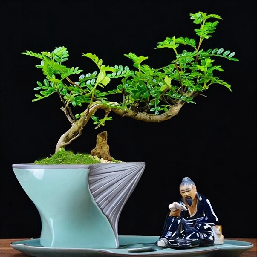 5种“小盆景”，比大树还值钱，客厅养一盆，能香几十年（小盆景叫什么）