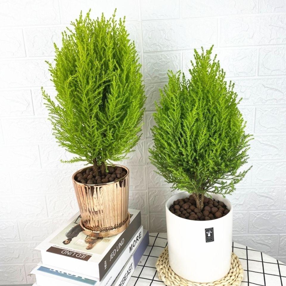 5种“小盆景”，比大树还值钱，客厅养一盆，能香几十年（小盆景叫什么）