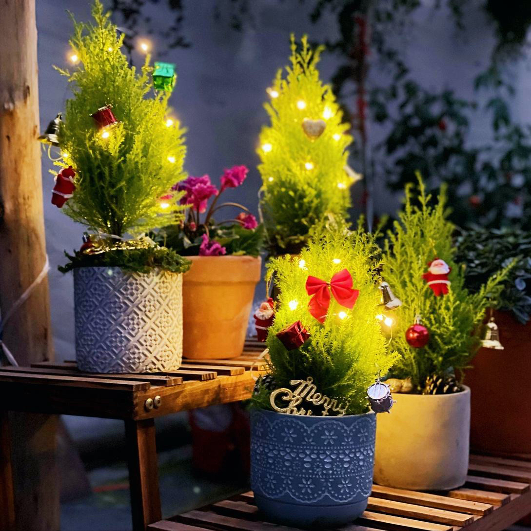 5种“小盆景”，比大树还值钱，客厅养一盆，能香几十年（小盆景叫什么）