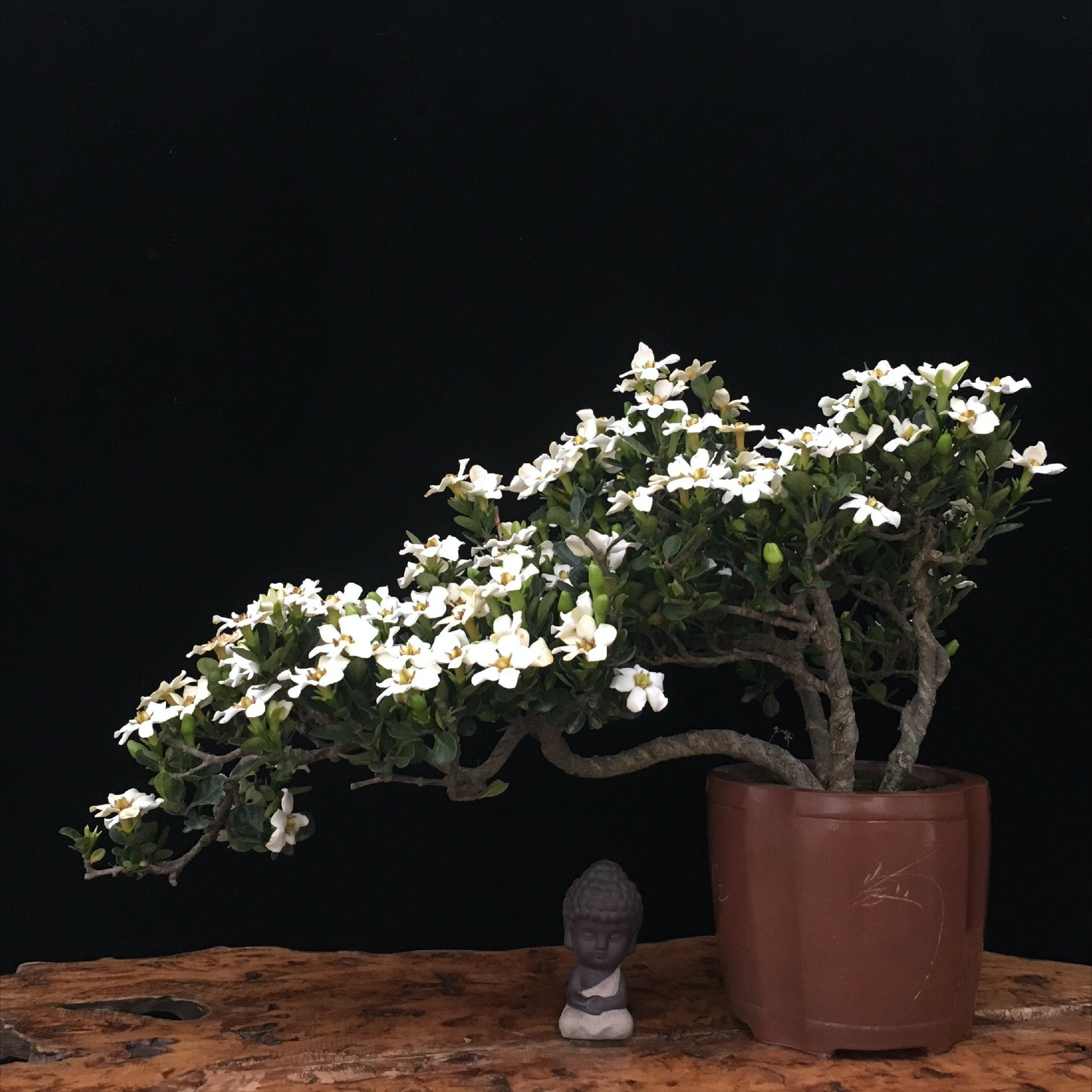 5种“小盆景”，比大树还值钱，客厅养一盆，能香几十年（小盆景叫什么）