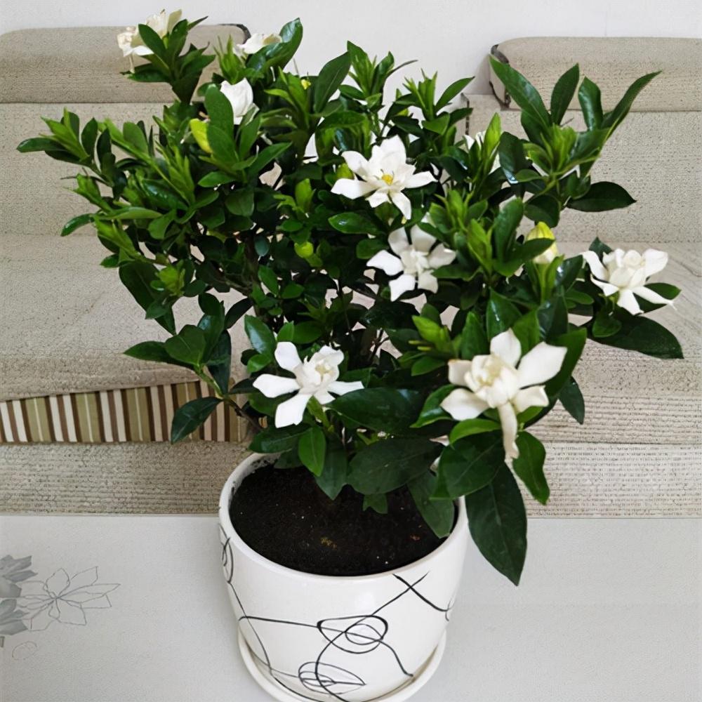 5种“小盆景”，比大树还值钱，客厅养一盆，能香几十年（小盆景叫什么）