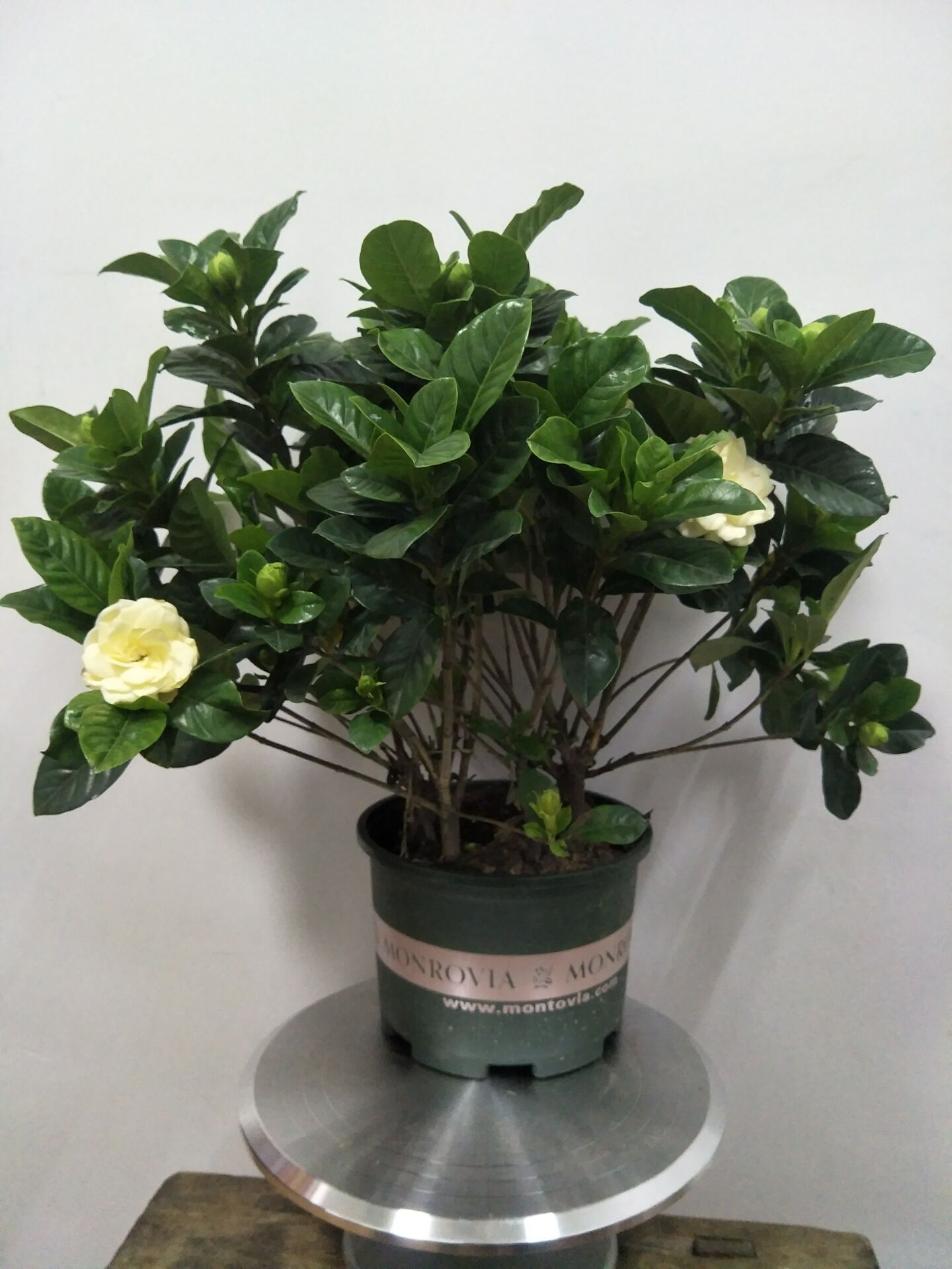 5种“小盆景”，比大树还值钱，客厅养一盆，能香几十年（小盆景叫什么）