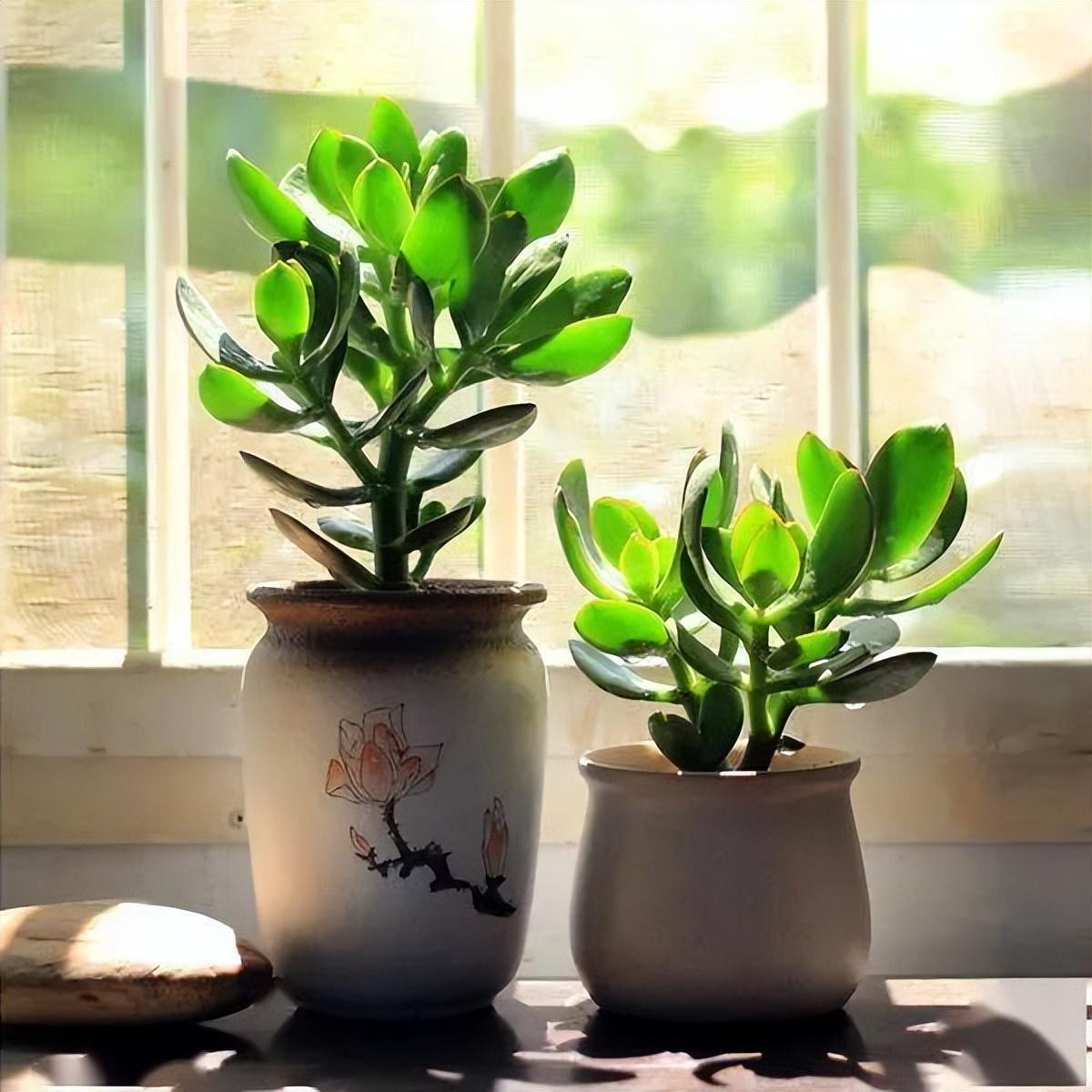 9种富贵花，就爱小花盆，小盆多晒晒，又美又“高档”（富贵花造型）