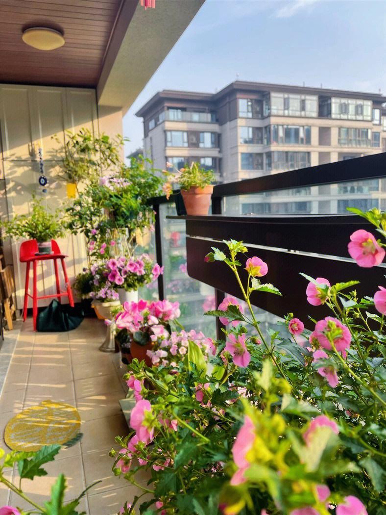 9种富贵花，就爱小花盆，小盆多晒晒，又美又“高档”（富贵花造型）