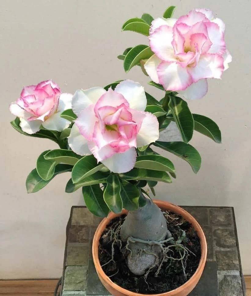 9种富贵花，就爱小花盆，小盆多晒晒，又美又“高档”（富贵花造型）