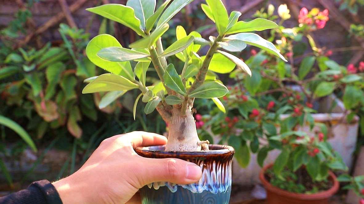 9种富贵花，就爱小花盆，小盆多晒晒，又美又“高档”（富贵花造型）