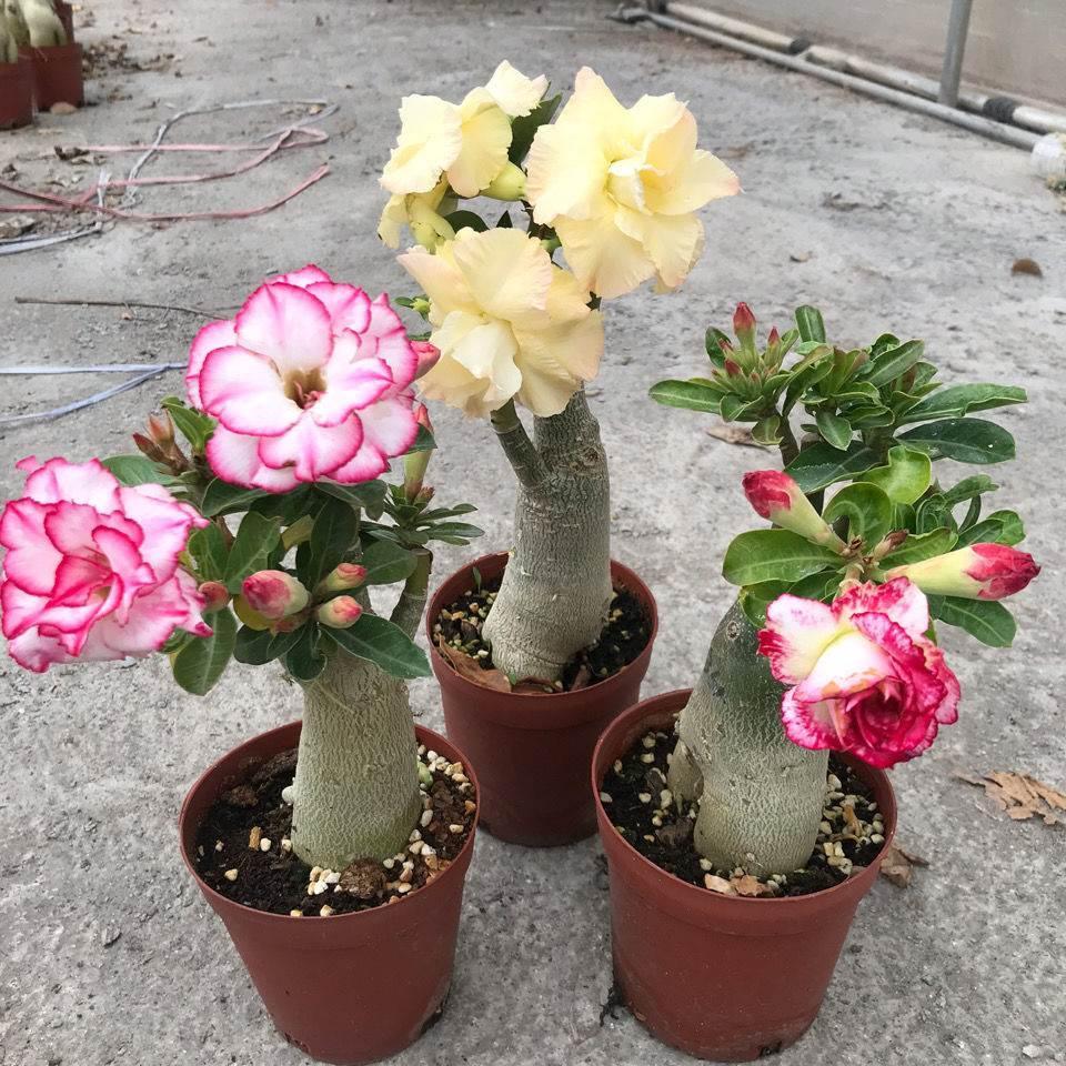 9种富贵花，就爱小花盆，小盆多晒晒，又美又“高档”（富贵花造型）