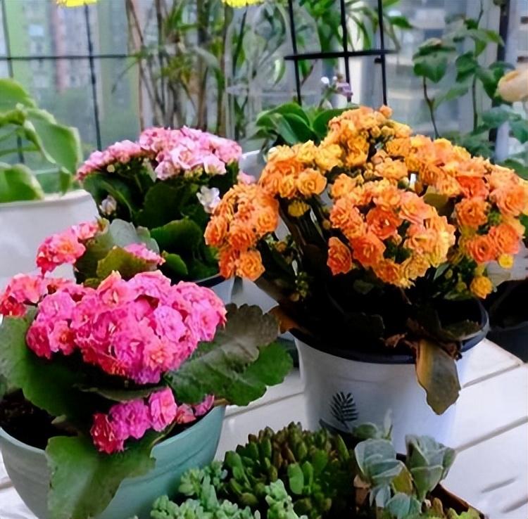 9种富贵花，就爱小花盆，小盆多晒晒，又美又“高档”（富贵花造型）