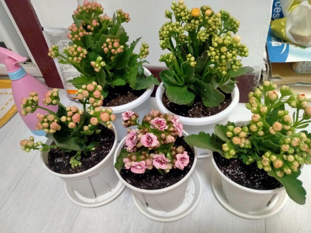 9种富贵花，就爱小花盆，小盆多晒晒，又美又“高档”（富贵花造型）