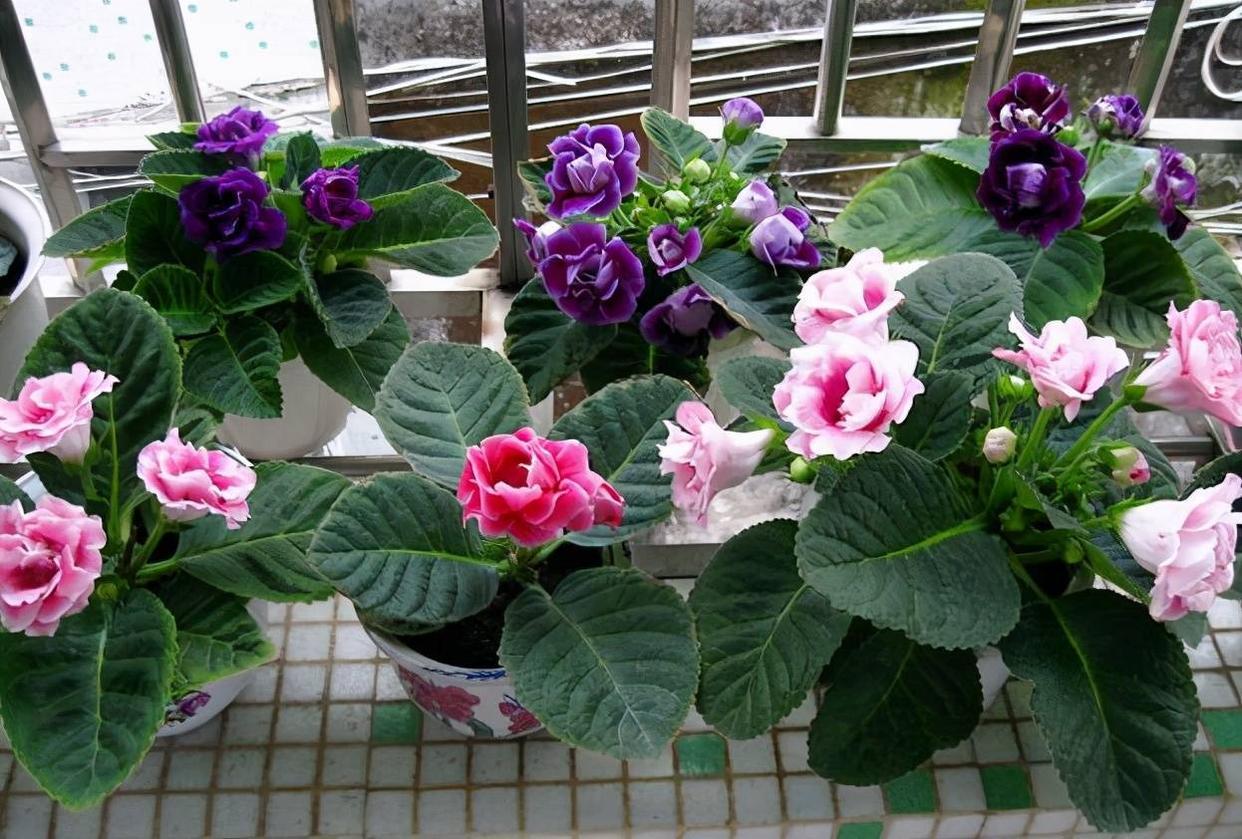 9种富贵花，就爱小花盆，小盆多晒晒，又美又“高档”（富贵花造型）