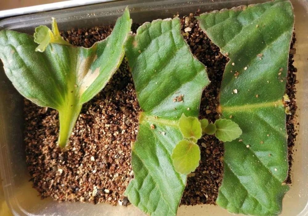 9种富贵花，就爱小花盆，小盆多晒晒，又美又“高档”（富贵花造型）