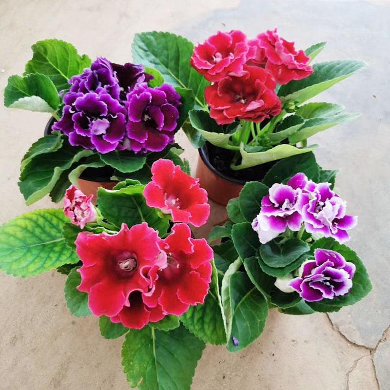 9种富贵花，就爱小花盆，小盆多晒晒，又美又“高档”（富贵花造型）