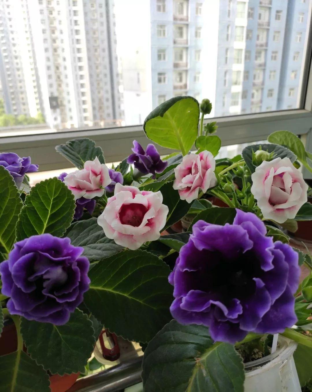 9种富贵花，就爱小花盆，小盆多晒晒，又美又“高档”（富贵花造型）