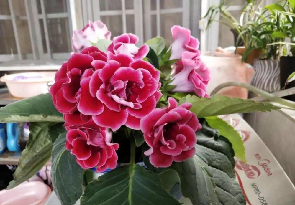 9种富贵花，就爱小花盆，小盆多晒晒，又美又“高档”（富贵花造型）