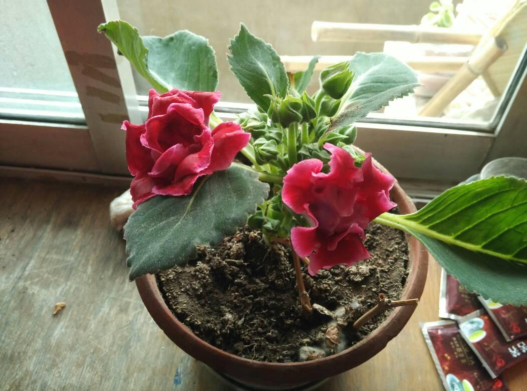 9种富贵花，就爱小花盆，小盆多晒晒，又美又“高档”（富贵花造型）