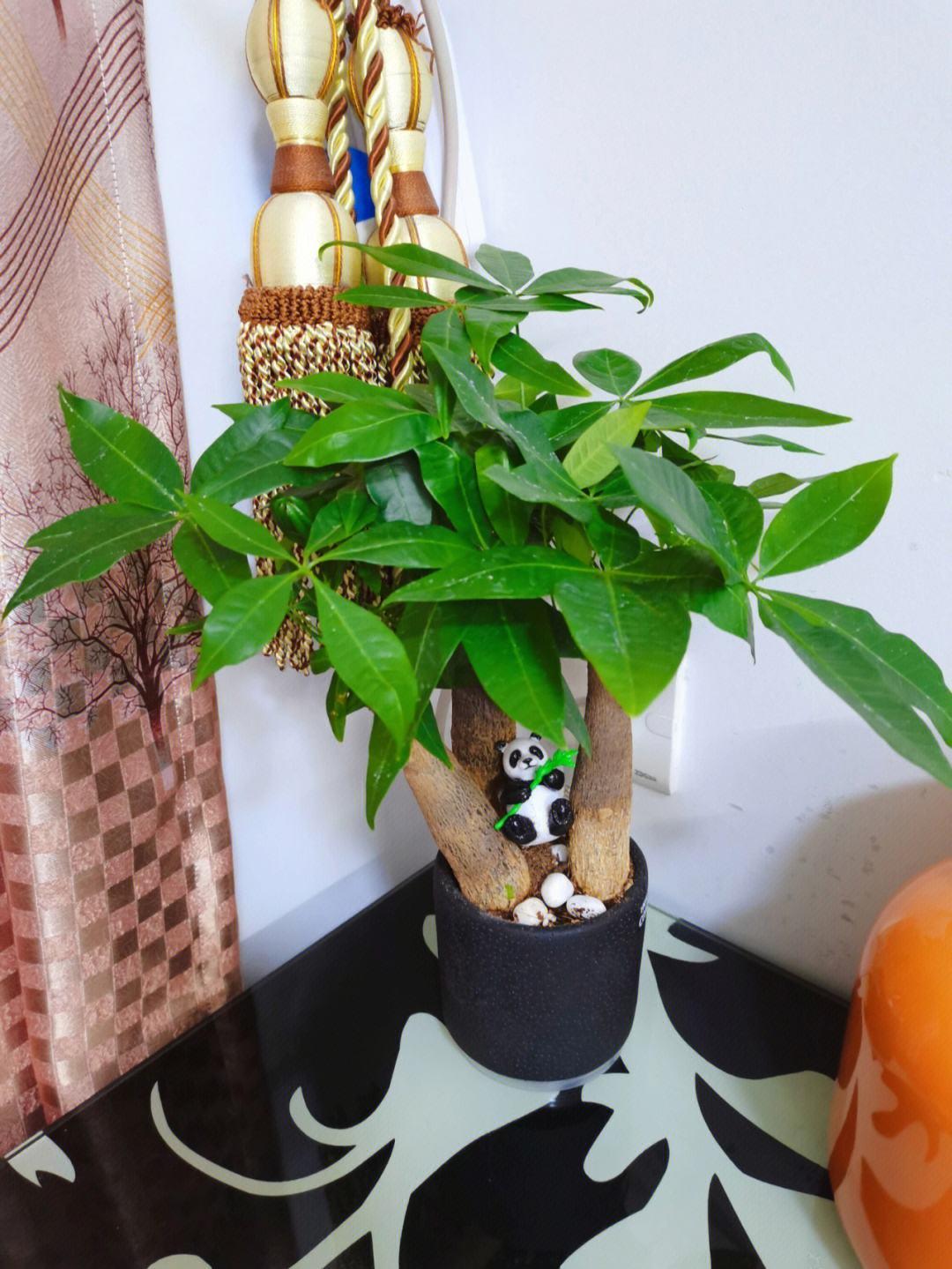 9种富贵花，就爱小花盆，小盆多晒晒，又美又“高档”（富贵花造型）