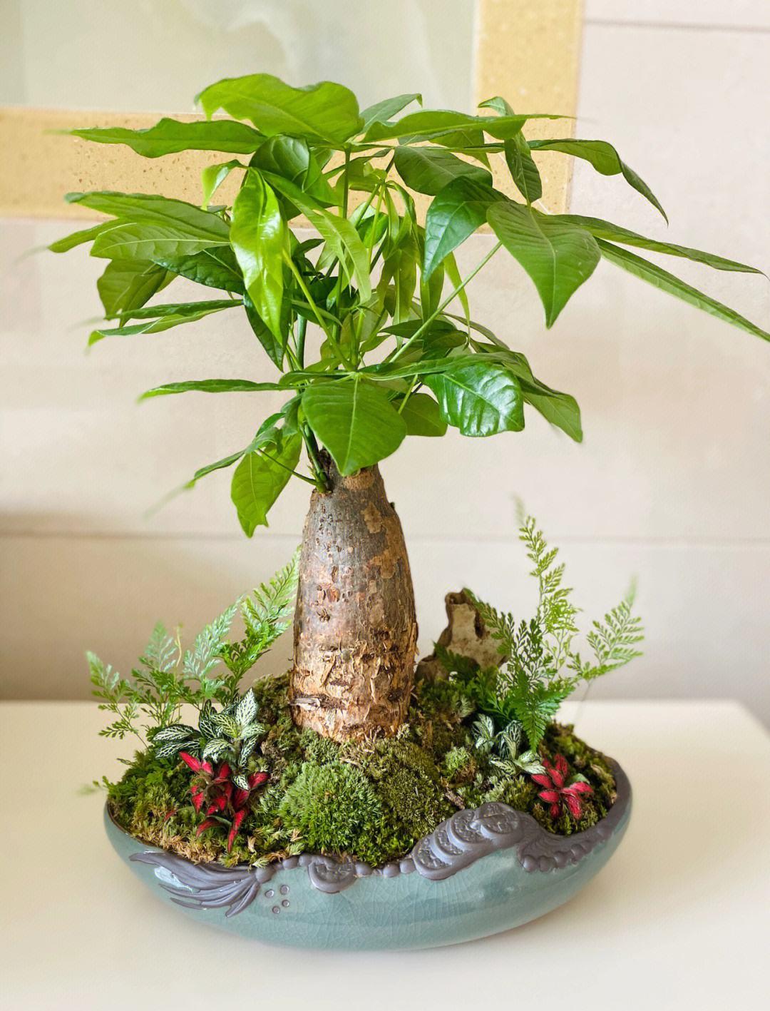 9种富贵花，就爱小花盆，小盆多晒晒，又美又“高档”（富贵花造型）