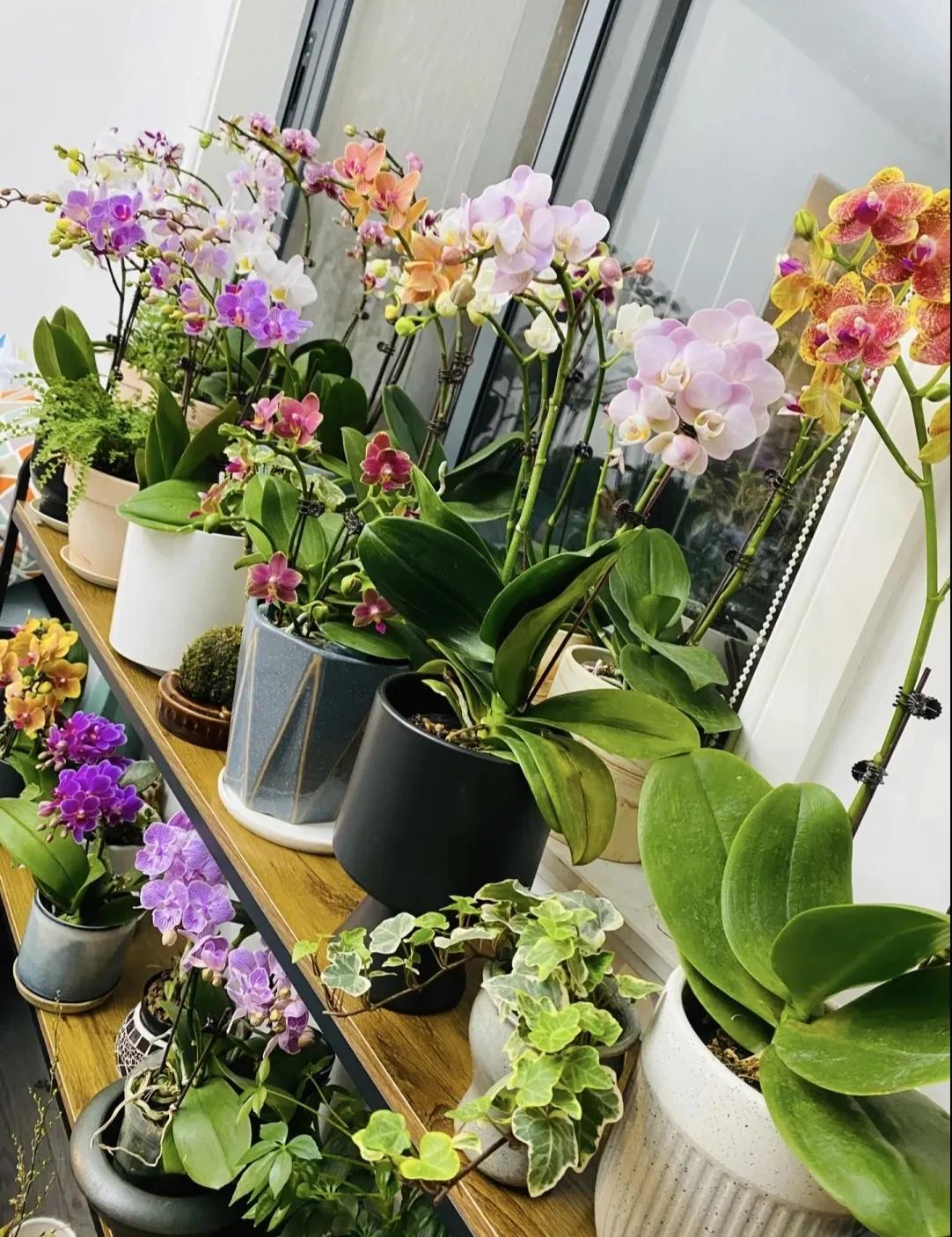 9种富贵花，就爱小花盆，小盆多晒晒，又美又“高档”（富贵花造型）