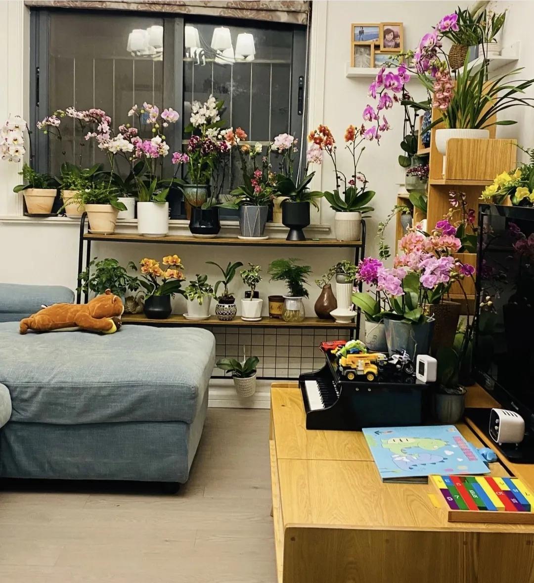 9种富贵花，就爱小花盆，小盆多晒晒，又美又“高档”（富贵花造型）