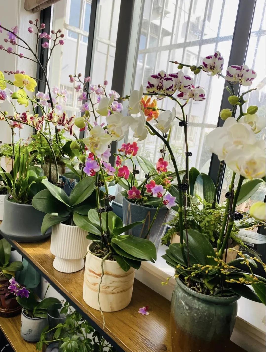 9种富贵花，就爱小花盆，小盆多晒晒，又美又“高档”（富贵花造型）