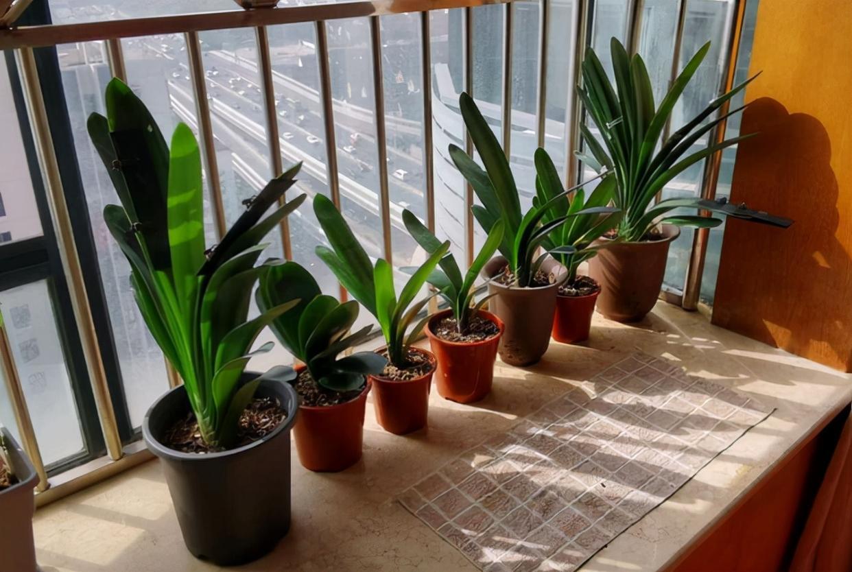 9种富贵花，就爱小花盆，小盆多晒晒，又美又“高档”（富贵花造型）