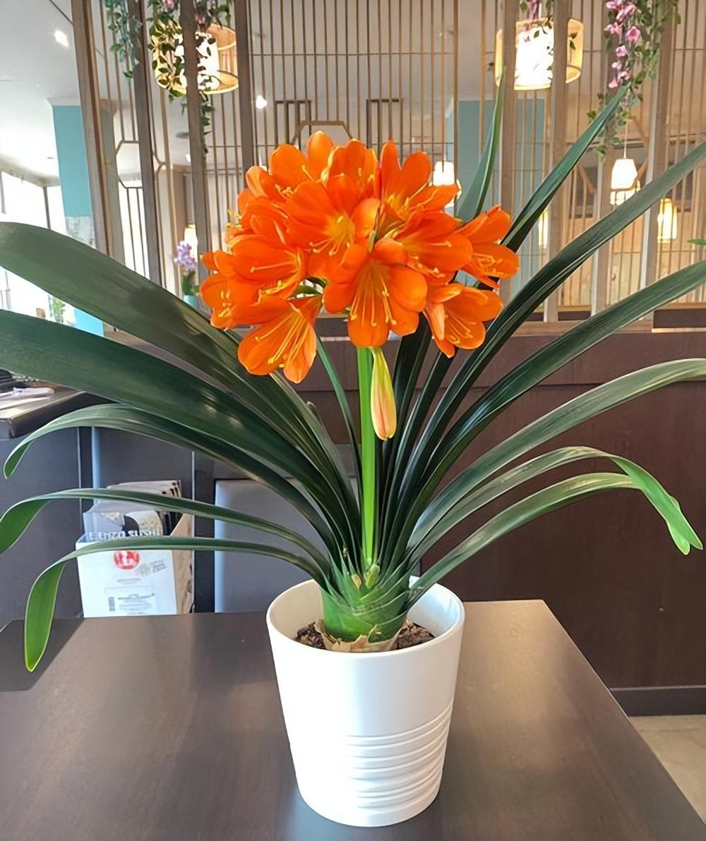 9种富贵花，就爱小花盆，小盆多晒晒，又美又“高档”（富贵花造型）